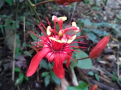 Passiflora vitifolia