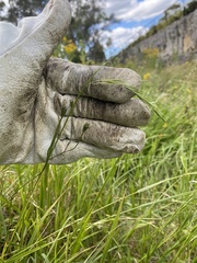 Microlaena stipoides