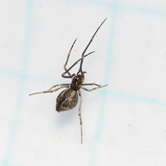Neospintharus trigonum