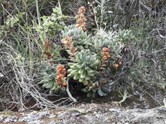 Echeveria quitensis