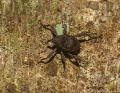 Onidistus araneus
