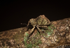 Tychreus sellatus