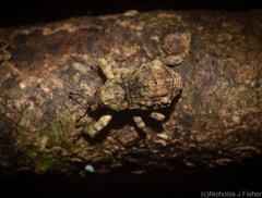 Tychreus sellatus