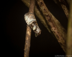 Acatapaustus metallopa