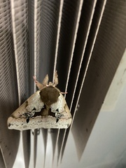 Dirphiopsis multicolor