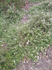 Lantana velutina