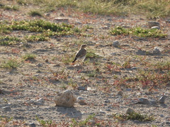 Oenanthe isabellina