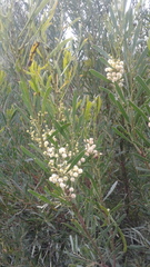 Acacia uncifolia