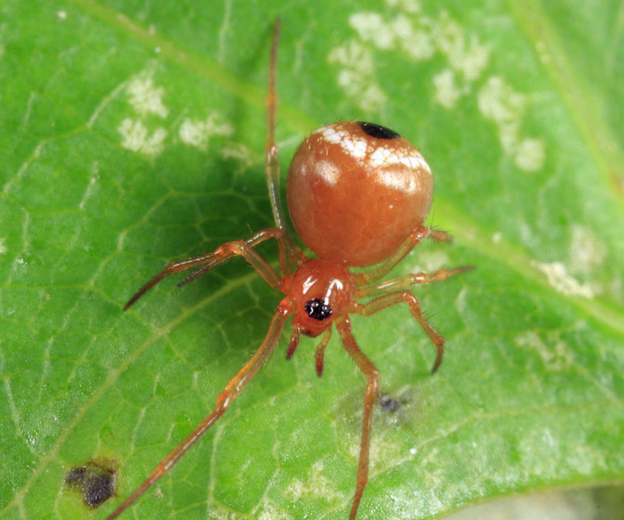 Hentziectypus