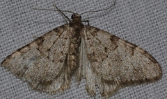 Nebula ibericata
