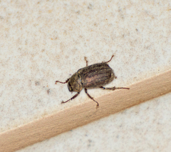 Melolonthinae