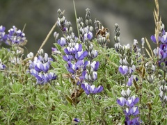 Lupinus variicolor