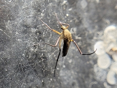 Psorophora cyanescens