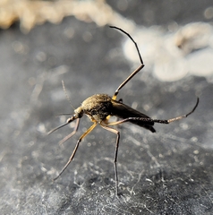 Psorophora cyanescens