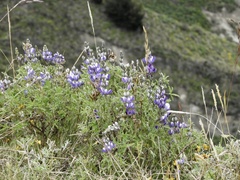 Lupinus variicolor