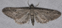 Eupithecia rosmarinata