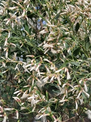 Baccharis halimifolia