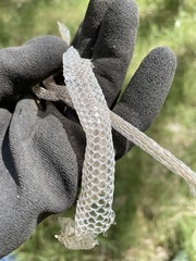 Serpentes
