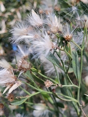 Baccharis halimifolia