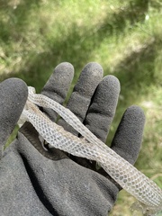 Serpentes