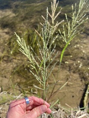 Diplachne fusca
