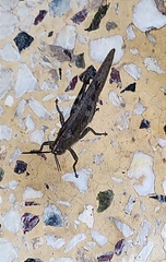 Anacridium aegyptium