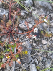 Portulaca quadrifida