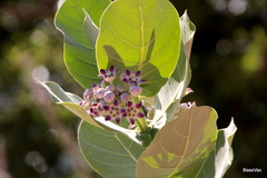 Calotropis procera