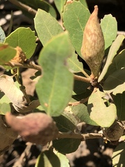 Quercus vacciniifolia