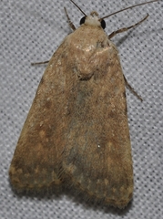 Caradrina flava