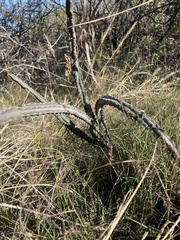 Peniocereus greggii