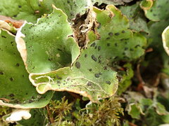 Peltigera aphthosa