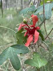 Passiflora aurantia