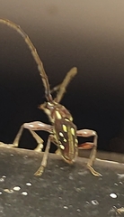 Ambonus distinctus