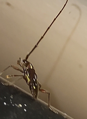 Ambonus distinctus