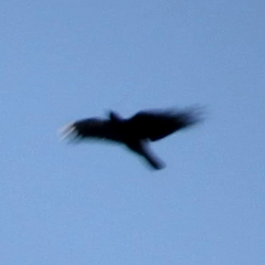 Corvus