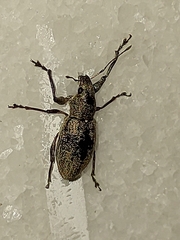 Naupactus