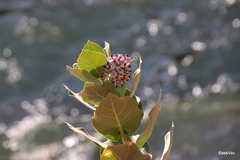 Calotropis procera