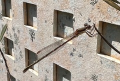 Austrolestes analis