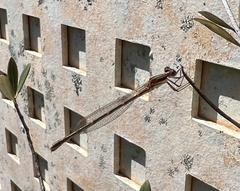 Austrolestes analis