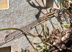 Austrolestes analis