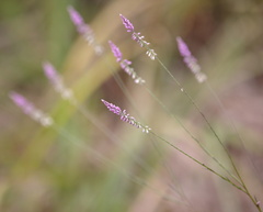 Polygala appendiculata