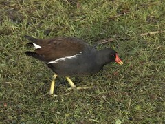 Gallinula chloropus chloropus