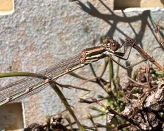 Austrolestes analis