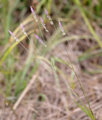 Polygala appendiculata