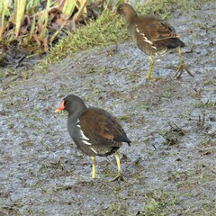 Gallinula chloropus chloropus