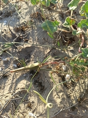 Proboscidea althaeifolia