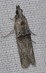 Nephopterix angustella