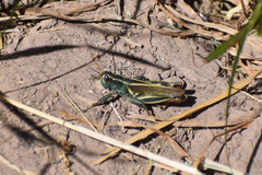 Melanoplus thomasi