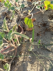 Proboscidea althaeifolia